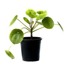 Money plant indoor near me. Buy Chinese Money Plant Pilea Peperomioides Nursery Plants For Home