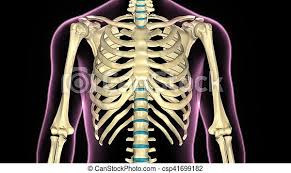 Jump to navigation jump to search. 3d Illustration Of Human Body Ribs Cage Anatomy The Rib Cage Is An Arrangement Of Bones In The Thorax Of All Vertebrates Canstock