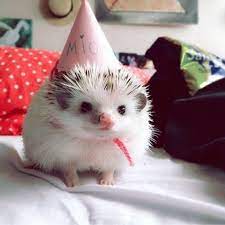 25 Funny And Adorable Hedgehog Pictures That Will Make You Want One Cute Baby Animals Cute Little Animals Hedgehog Pet