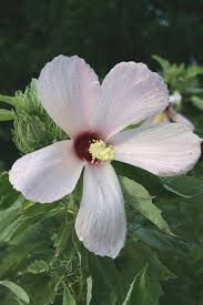 Image result for Hibiscus migeodii