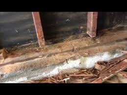 About our pest control services serving wilmington, nc. Cowleys Pest Services Pests We Treat Termite Damage Repair In East Brunswick Nj