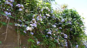 Image result for Thunbergia reticulata