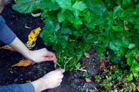 Astuce Recolte Comment Blanchir Le Celeri Branche Idee Jardinage Celeri Jardinage