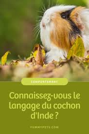 Epingle Sur Animaux