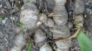 As the iris grows, you'll want to periodically check to make sure that the rhizome hasn't become covered with dirt, organic matter, or other debris. Bearded Irises How To Care For Bearded Irises High Impact Easy To Grow