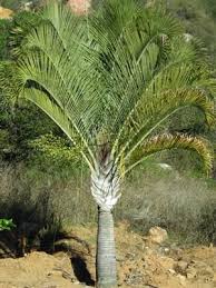 Neodypsis Dypsis Decaryi Evergreen Nursery Cool Plants Landscape