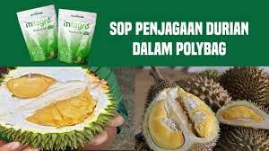 Kebaikan baja lengkap ini kepada pokok durian: Pokok Durian Pun Ada Sop Baja Milagro Youtube