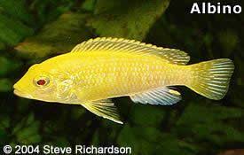 Labidochromis Caeruleus Sari Prenses 2020 Yuzgec Sari Yuzme