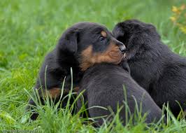 We want to hear your opinion! Beauceron Puppies For Sale Beaucerons Dogs For Sale