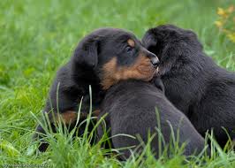 4 month old shiba inu for sale. Beauceron Puppies For Sale Beaucerons Dogs For Sale