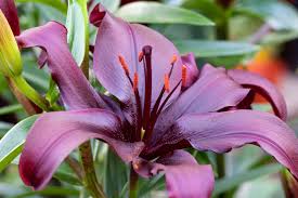Image result for Liliaceae
