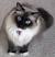 Ragdoll Cat Colors