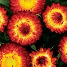 Image result for Burttia