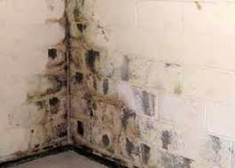 After water damage in the basement, you can expect the mold to take over the walls and other surfaces in only two days. Mold And Mildew Remediation In Milwaukee Dma Everdry Waterproofing