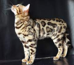 Sweet Beast Com Bengal Kittens