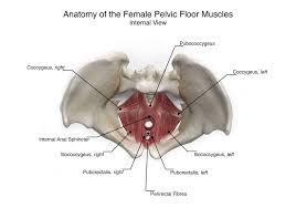 Muscles of the pelvis that cross the lumbosacral joint to attach onto the trunk were described in the previous blog post article on muscles of the (a) superficial. Artstation Female Pelvic Floor Anatomy Aimee Hutchinson