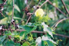 Image result for Gossypium barbadense