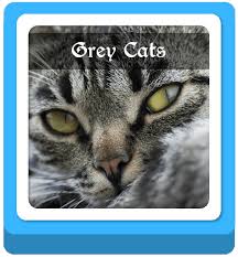 Warrior cats is a fantasy book series following the adventures of a group of wild cats. Warrior Cats Name Generator 100 Warrior Cat Names Imagine Forest