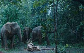 Series on illegal ivory trade trumpets ...