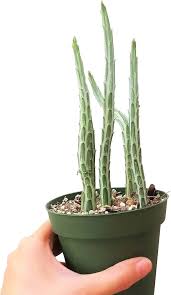 Image result for Kleinia