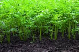 人参 ニンジン とは 花や葉の特徴 種類は Horti ホルティ By Greensnap