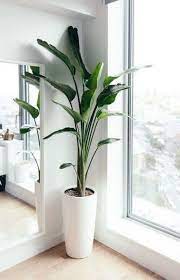 We did not find results for: 63 Ideas For Apartment Living Room Minimalist Plants Living Room Plants Tall Indoor Plants Natural Home Decor