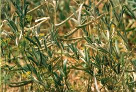 Image result for Tephrosia linearis