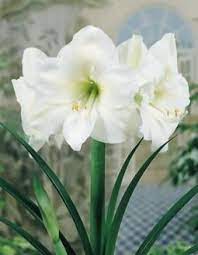 Amaryllis White Christmas Bulb Flowers Easy To Grow Bulbs Amaryllis