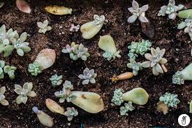 Los cactus, también llamados cactos, forman parte del conjunto de las crasas o suculentas: Suculentas Propagacion Por Hoja Paso A Paso Mi Mercadito Macetas Deco Cactus Suculentas