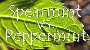 Spearmint is defined as the species of mint that mostly gets found in the european and asian regions along with some parts of. Spearmint Vs Peppermint What Is The Difference Youtube