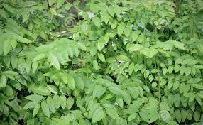 Sauropus androgynus, katuk, manis daun, cekur manis, sayur manis, madhura cheera, manis daun semak, manis daun buah, daun, buah, manis, segar, hijau, alam, sehat, tanaman, vitamin, makanan, organik, lezat, outdoors, kesegaran, gaya hidup, diet, gizi, vegetarian, diet hijau, hijau gizi, fotos Khasiat Dan Kebaikan Cekur Manis Negara Asia Tenggara Denaihati