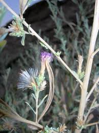 Image result for Pechuel-Loeschea leubnitziae