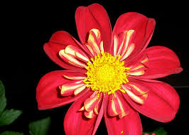 By Cindy Olivett Richter Flower Photos Plants Flowers