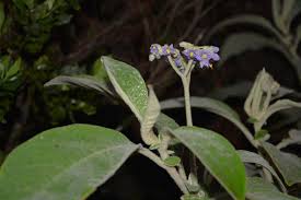Image result for Solanum mauritianum