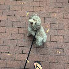 Amelia Draper On Twitter Enjoying A Friday Off First A Nice Cool Walk With Cora Https T Co C0fnh5z37a Twitter