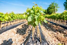 Image result for graft grape vines