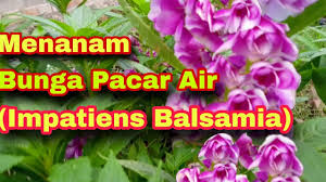 94 gambar foto bunga pacar air paling indah terbaru gambar. Menanam Bunga Pacar Air Youtube