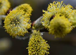 Image result for Goat Willow