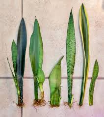 They also help with indoor air purification, since some species. Can This Houseplant Be Saved The New York Times