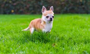 And what better way to showcase the inner lion a chihuahua possesses? 10 Amazing Small Dog Breeds With Short Hair Low Grooming Needs