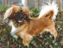 Zum Gedenken An Den Kleinen Hund Joschi 84 Sprüche Zu Den Themen