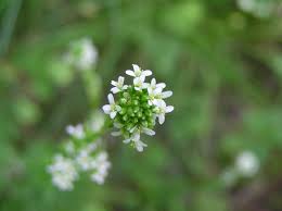 Image result for Turritis