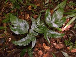 Image result for Tectaria