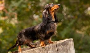 Longhaired and wirehaired doxies do shed more predominantly during the spring and fall season changes. Should You Get The Beloved Dachshund Dog As A Companion K9 Web
