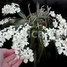 Image result for Rhipidoglossum