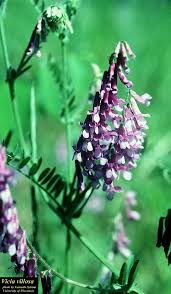 Image result for Xerophyta villosa