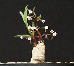 Image result for Monadenium pedunculatum