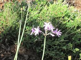 Image result for Tulbaghia friesii