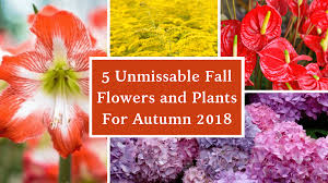 Send fall flowers from the ftd fall collection to brighten a gray fall day or celebrate halloween or thanksgiving. 5 Unmissable Fall Flowers And Plants For Autumn 2018
