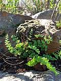 Image result for Cheilanthes angustifrondosa